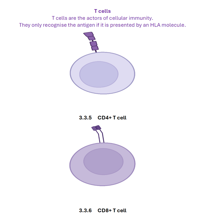 T cells